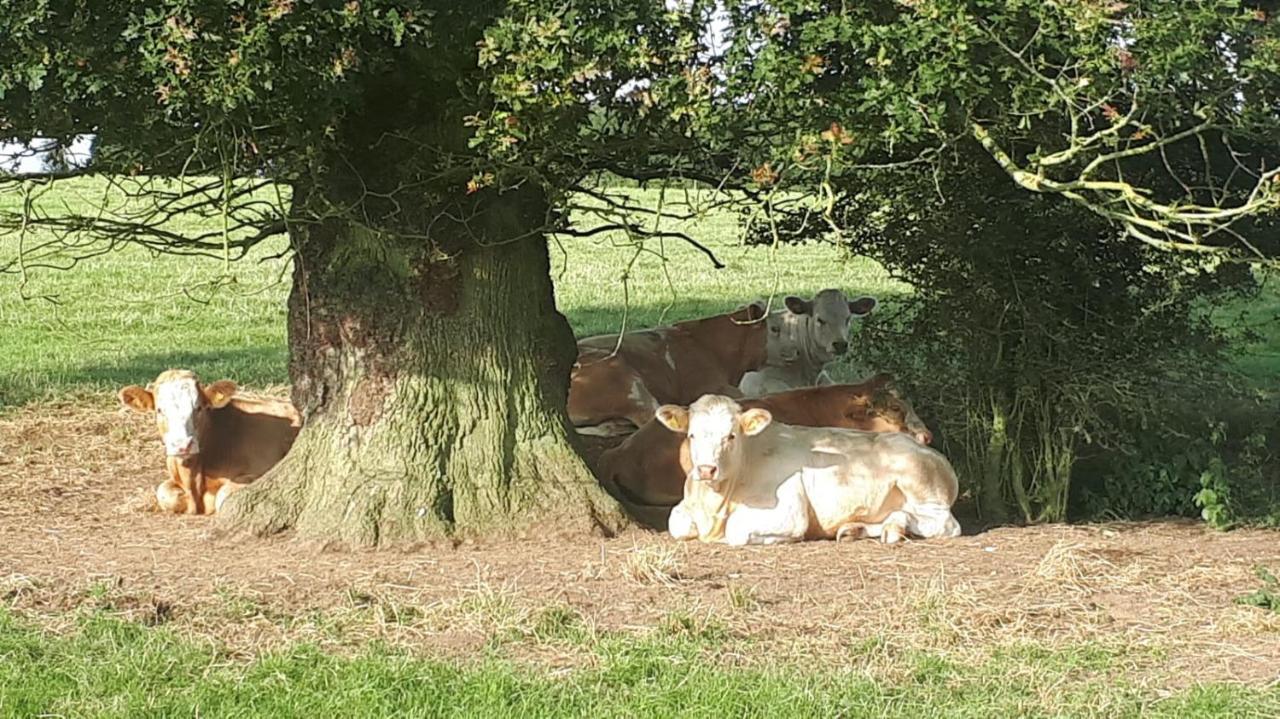 Cockley Hill Farm Bed & Breakfast Бракли Екстериор снимка