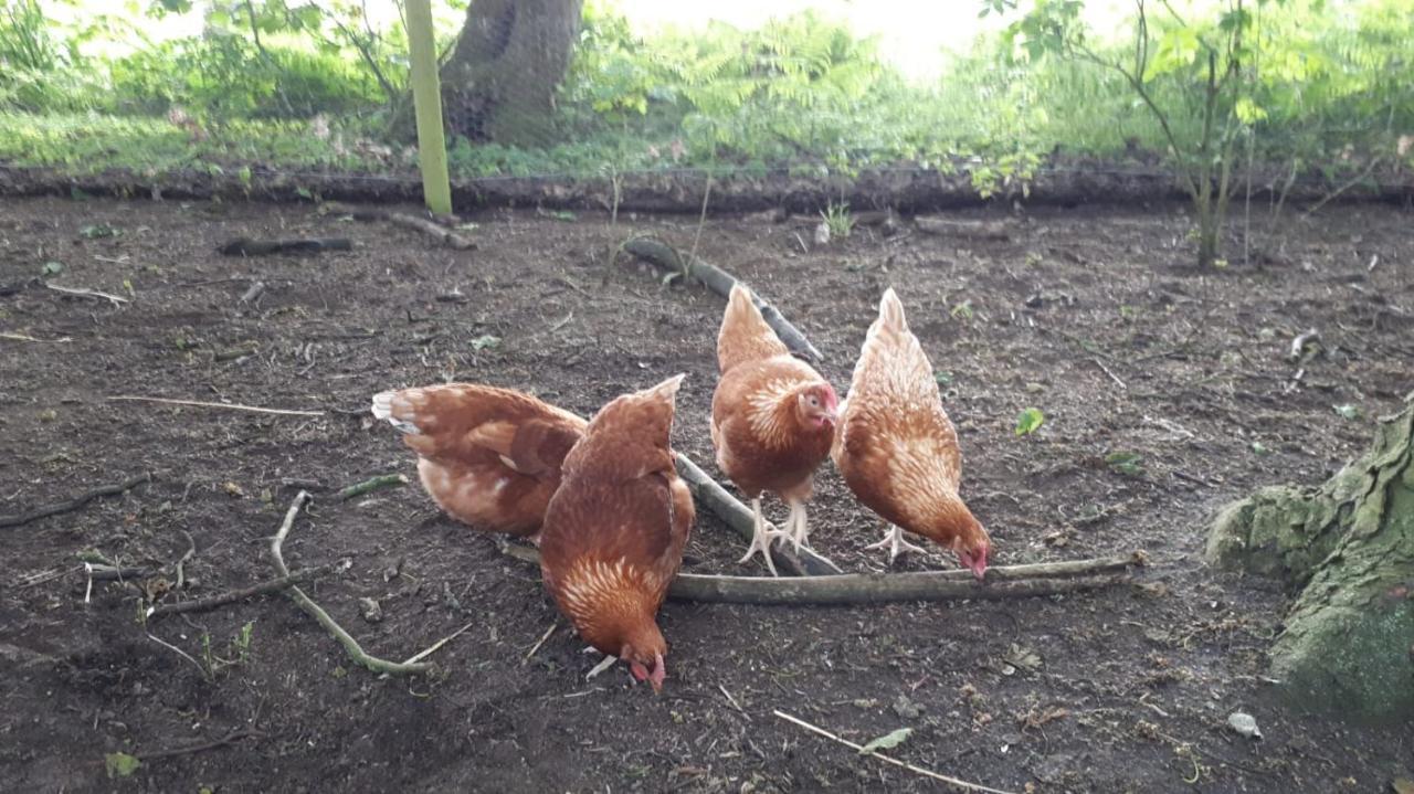 Cockley Hill Farm Bed & Breakfast Бракли Екстериор снимка